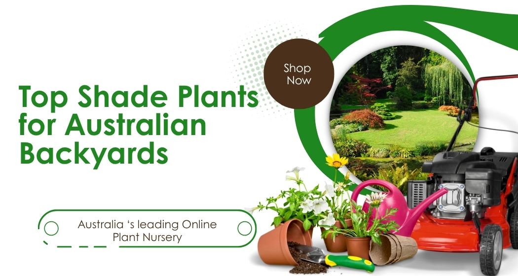elastica plant Large Rubber Tree