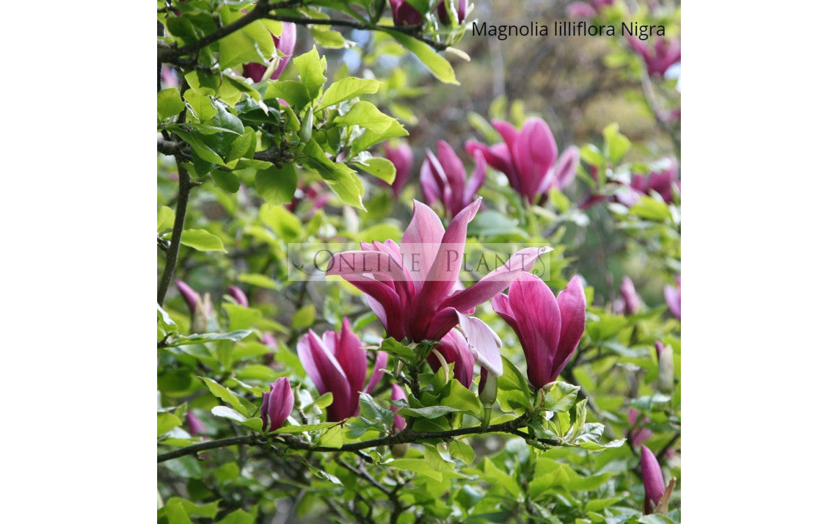 Magnolia Edible Flower Decorations - 9 Count main image 0