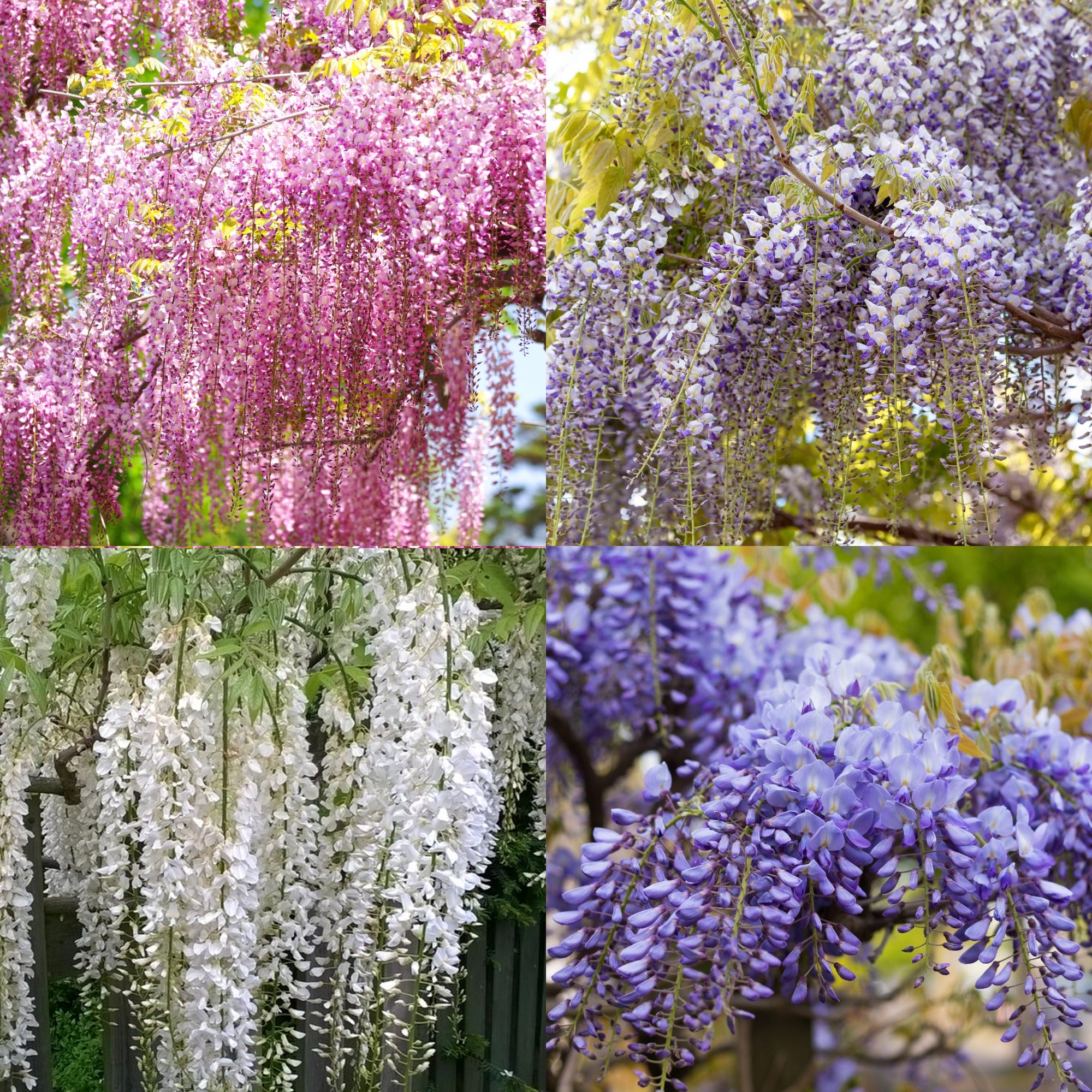 Wisteria Plants for Sale | Wisteria Vine & Wisteria Tree Varieties Australia