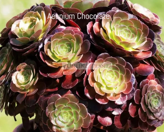 chocolate succulent Aeonium Chocolate
