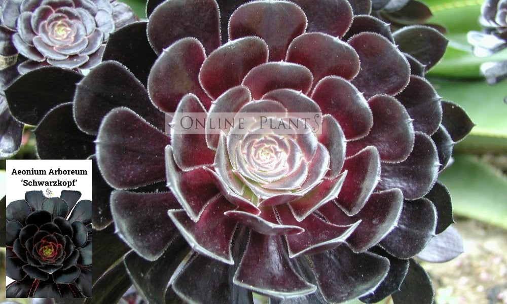 schwarzkopf succulent Aeonium Arboreum Atropurpureum Schwarzkopf For Sale