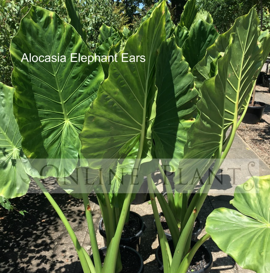 elephant ear plants for sale australia Alocasia Elephant Ears For Sale