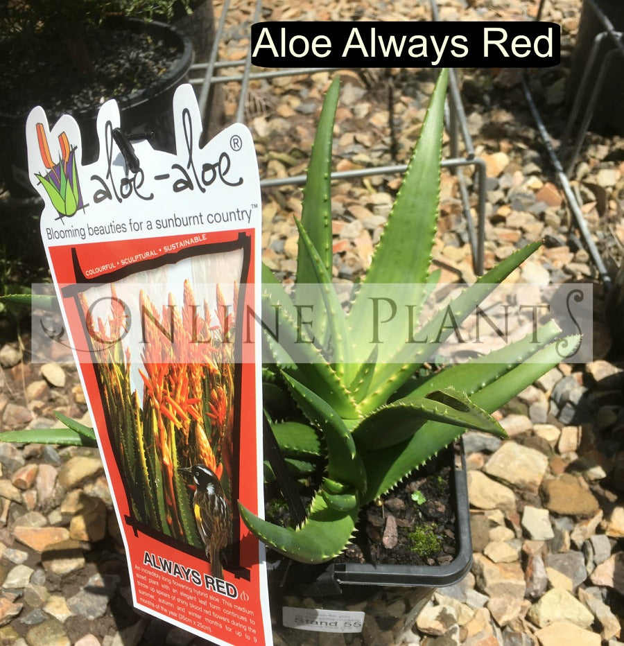 red aloe vera plant online Aloe Always Red for sale