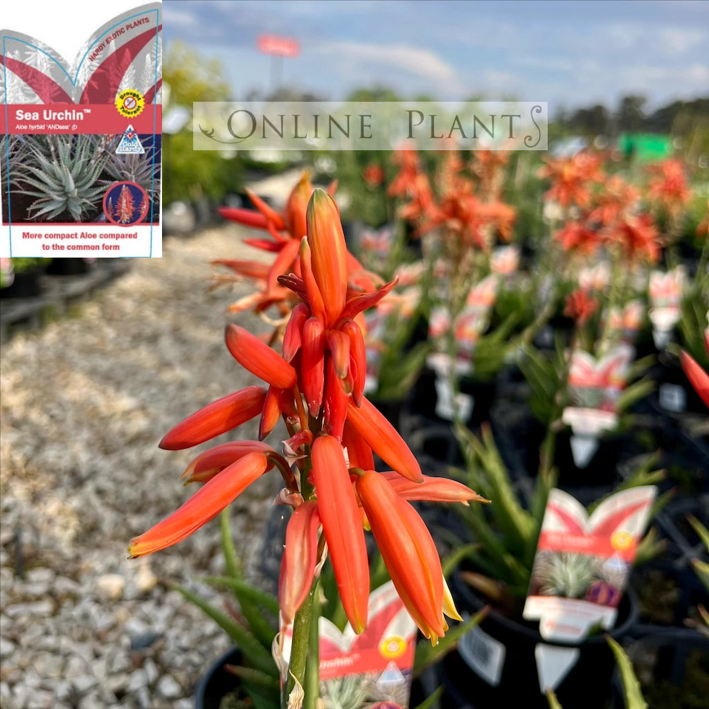 sea aloe vera plants Aloe Hybrid Sea Urchin™