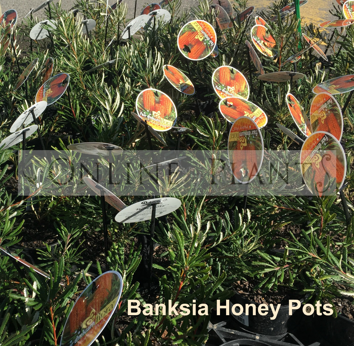 honey pots plant Banksia Honey Pots