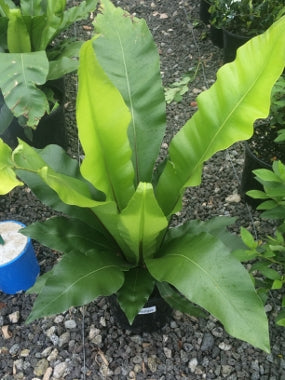 birds nest fern for sale brisbane Birds Nest Fern for sale, Asplenium Nidus