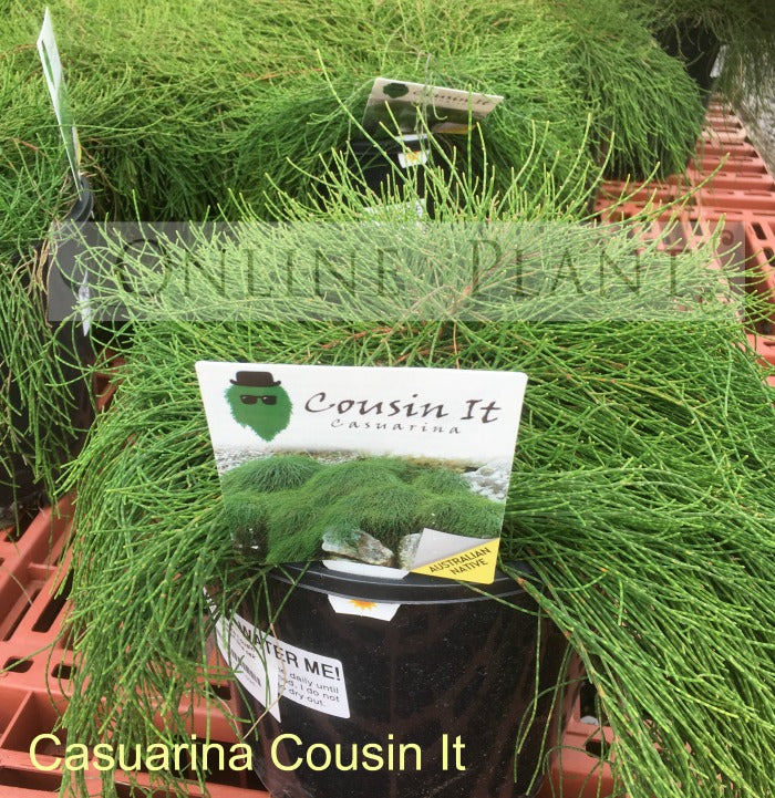 cousin it plant in pot Casuarina Glauca Cousin IT Plant for Sale – Online Plants Australia