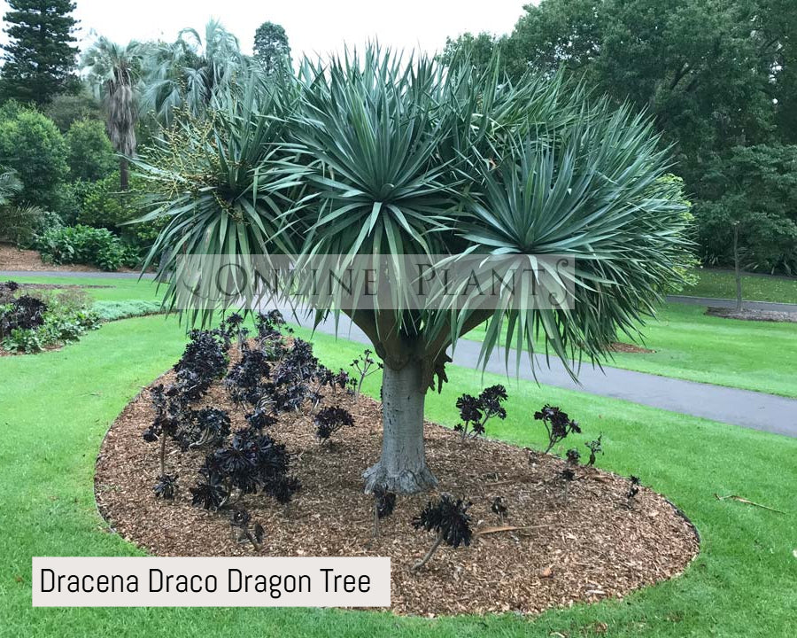 dracaena draco for sale Draceno Draco for Sale