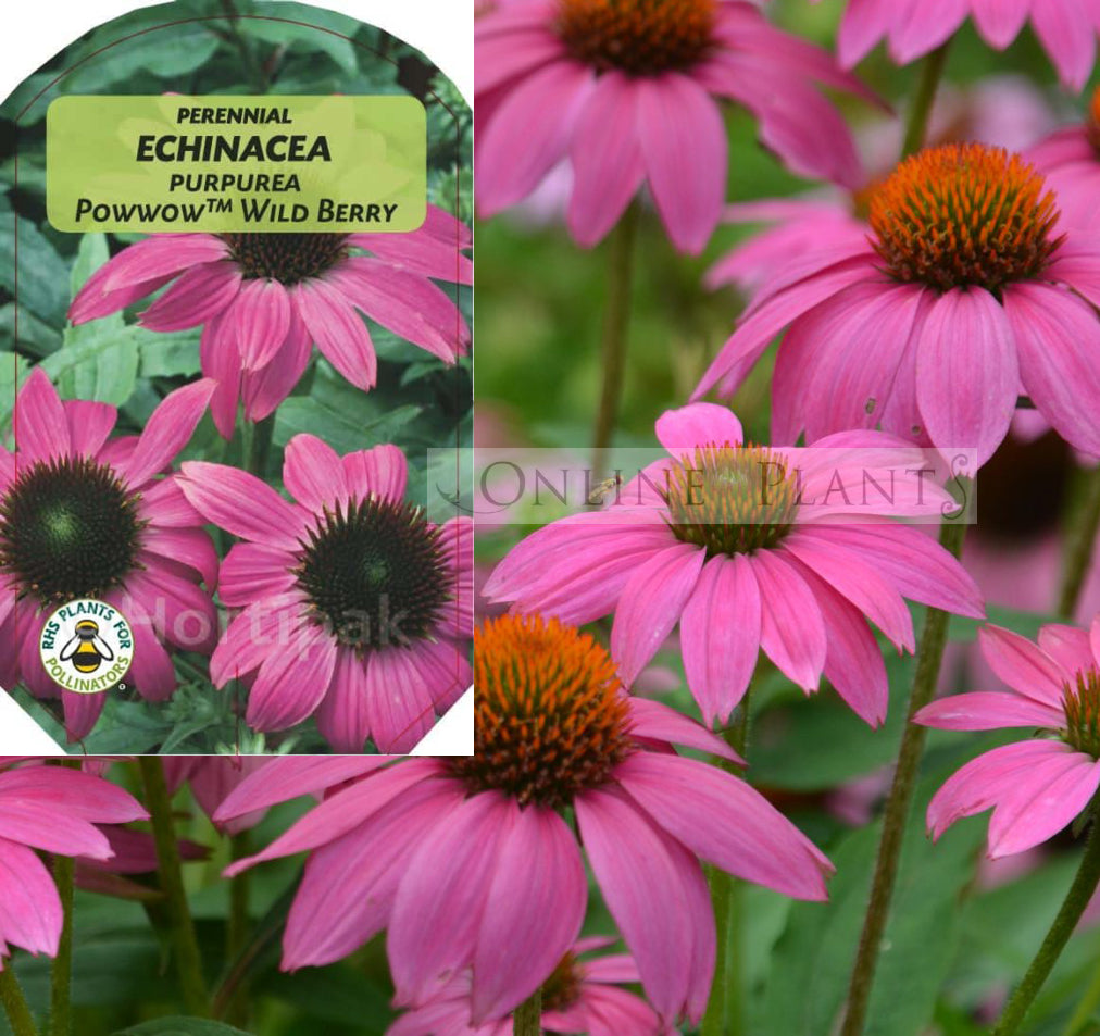 pow wow wild berry echinacea seeds Echinacea Purpurea PowWow Wild Berry