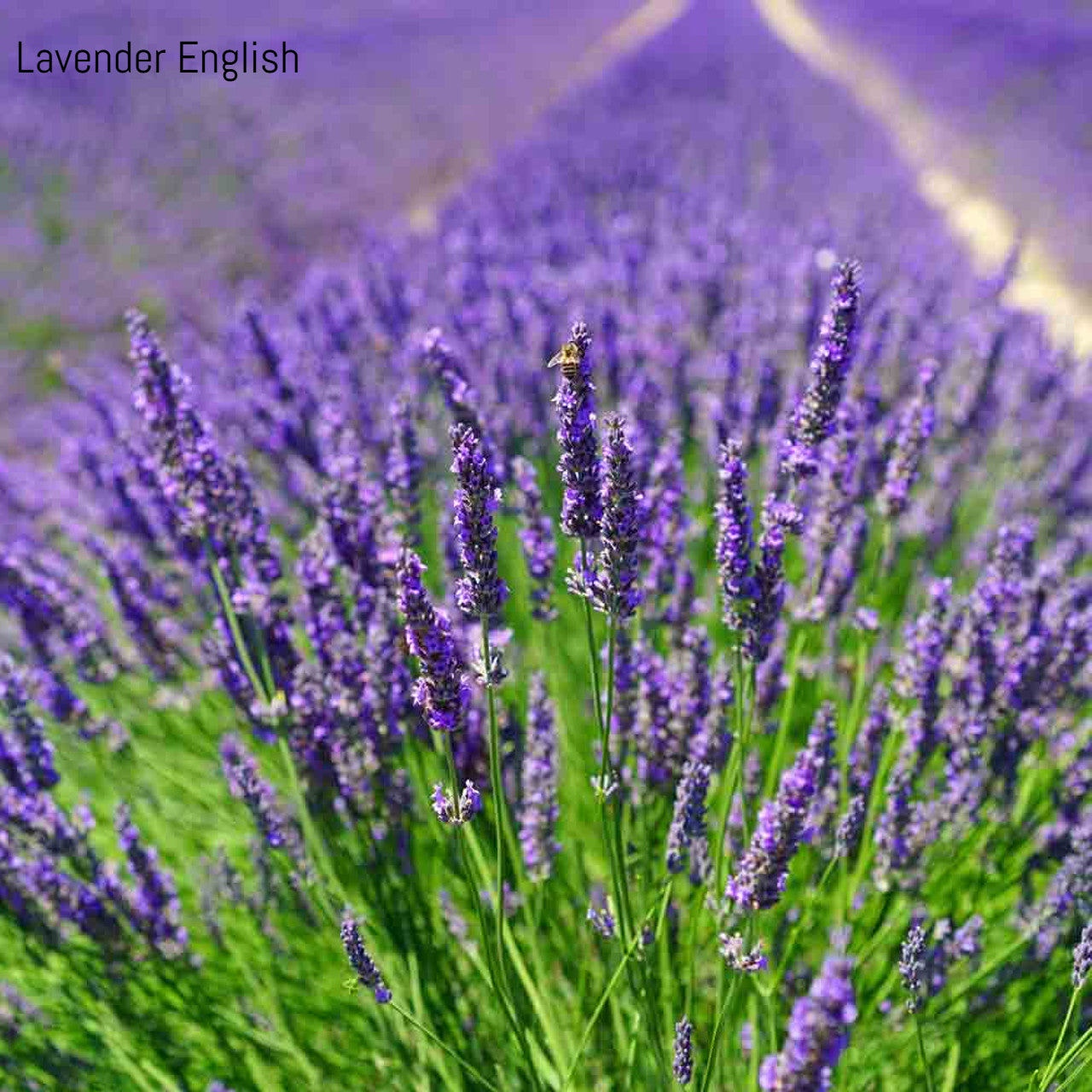 buy english lavender plants online Lavender Augustifolia English Lavender for Sale