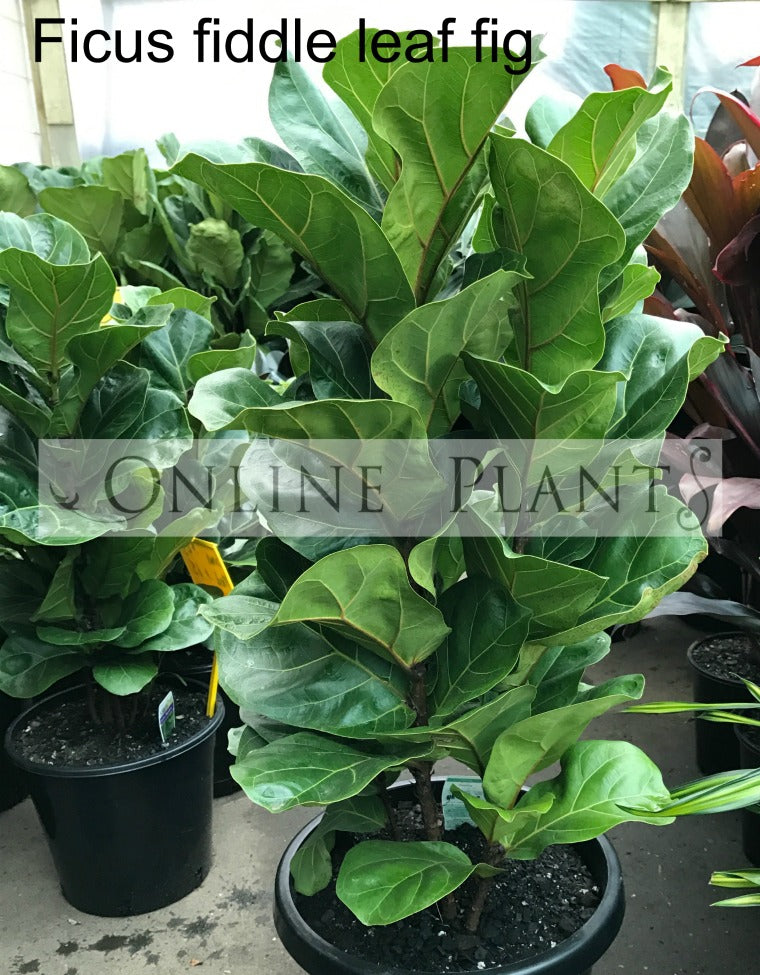 buy fiddle leaf fig online Ficus Lyrata Fiddle Leaf Fig for Sale