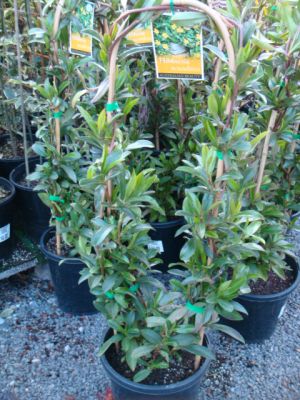snake vine plant Hibbertia Scandens Snake Vine Plants