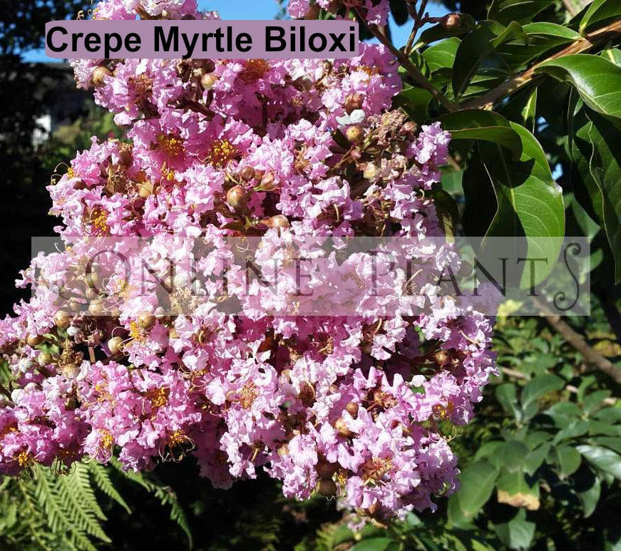 Crepe Myrtle Tree Crape Myrtle Varieties For Cape Cod Crocker