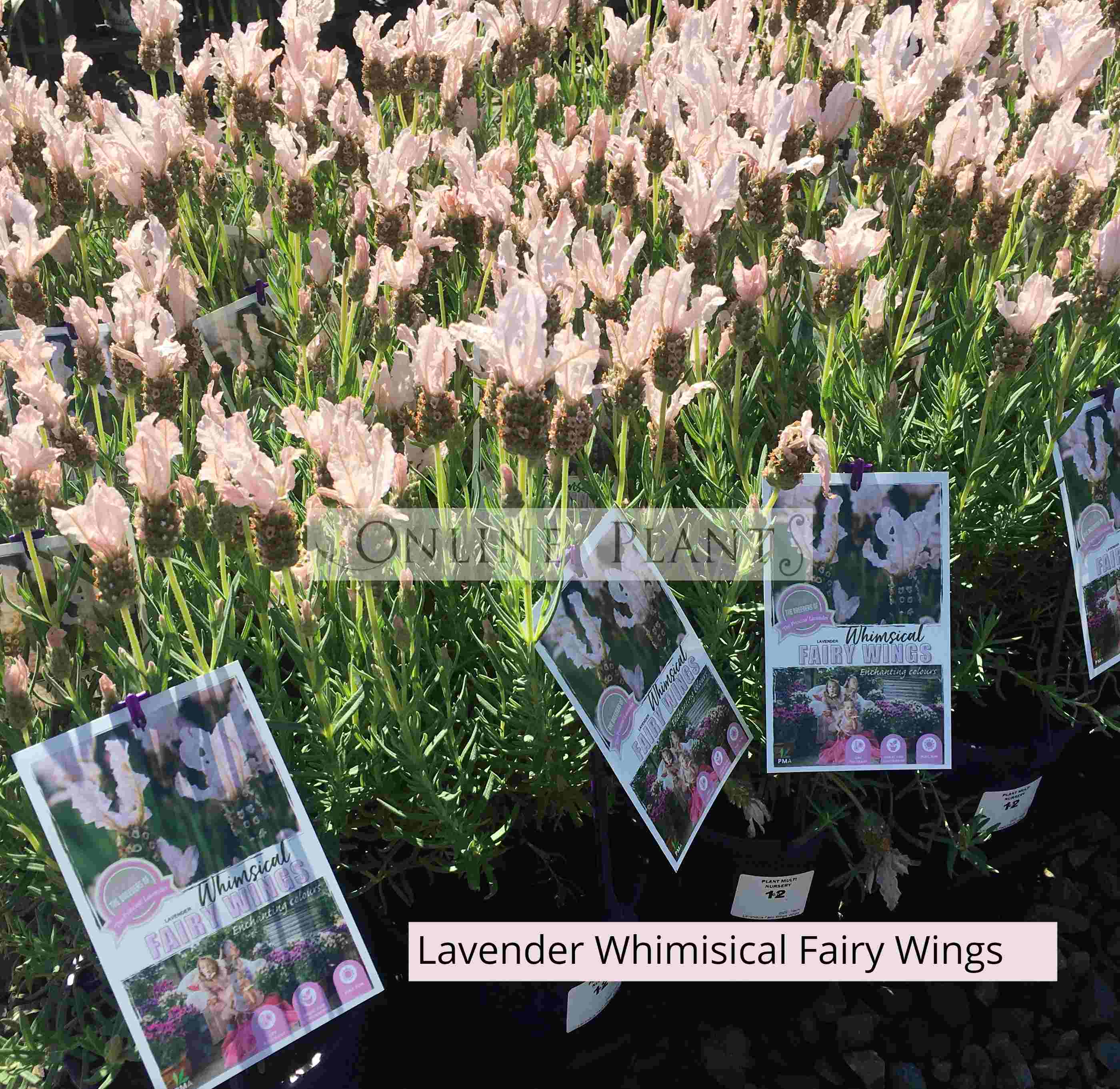 fairy wings lavender plant Lavender Whimsical Fairy White For Sale, Online Plants Melbourne