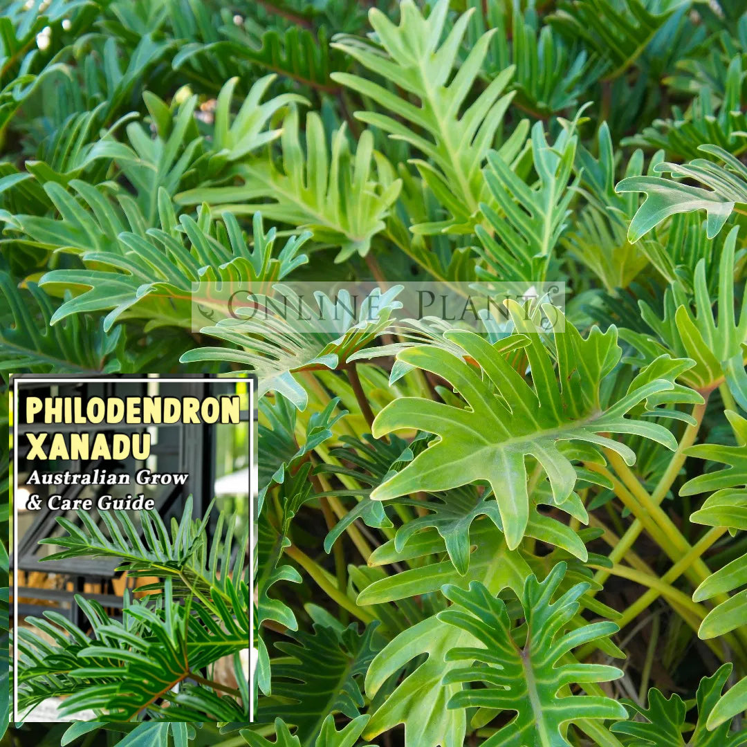 buy philodendron xanadu sydney Philodendron Xanadu For Sale