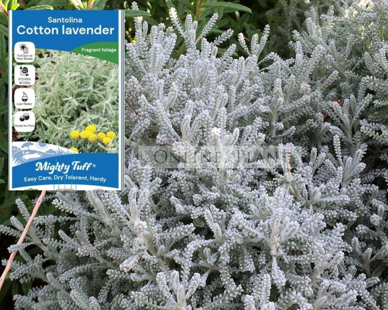 cotton lavender plant Santolina chamaecyparissus Cotton Lavender for Sale