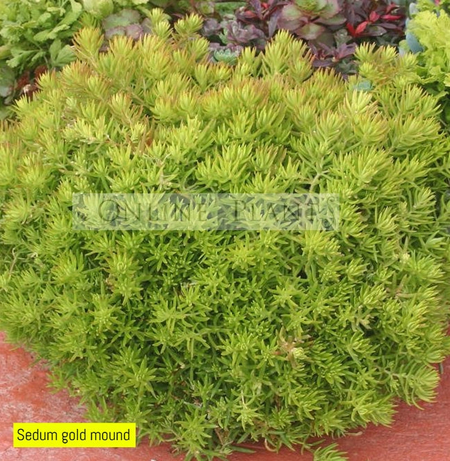 gold mound succulent Sedum Gold Mound Plants for Sale