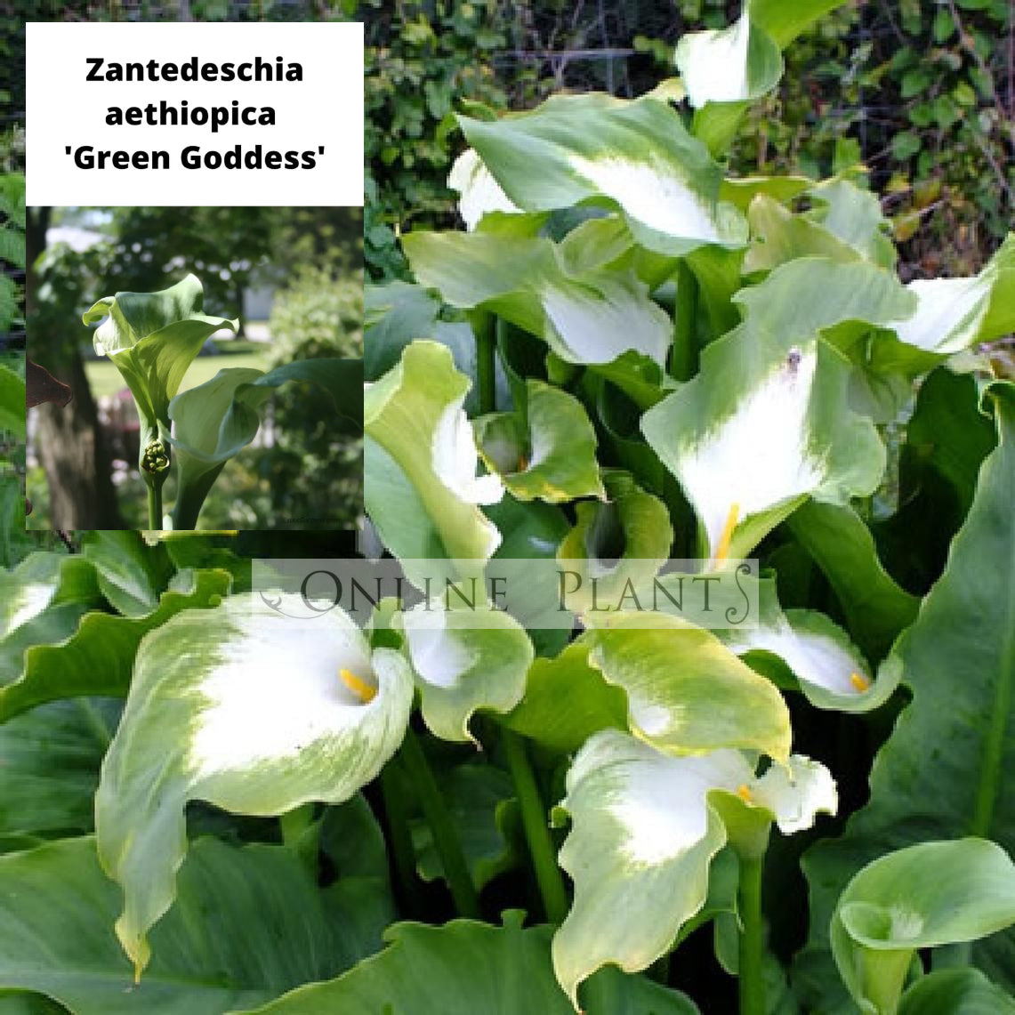 green goddess calla lily plant Zantedeschia green goddess for Sale
