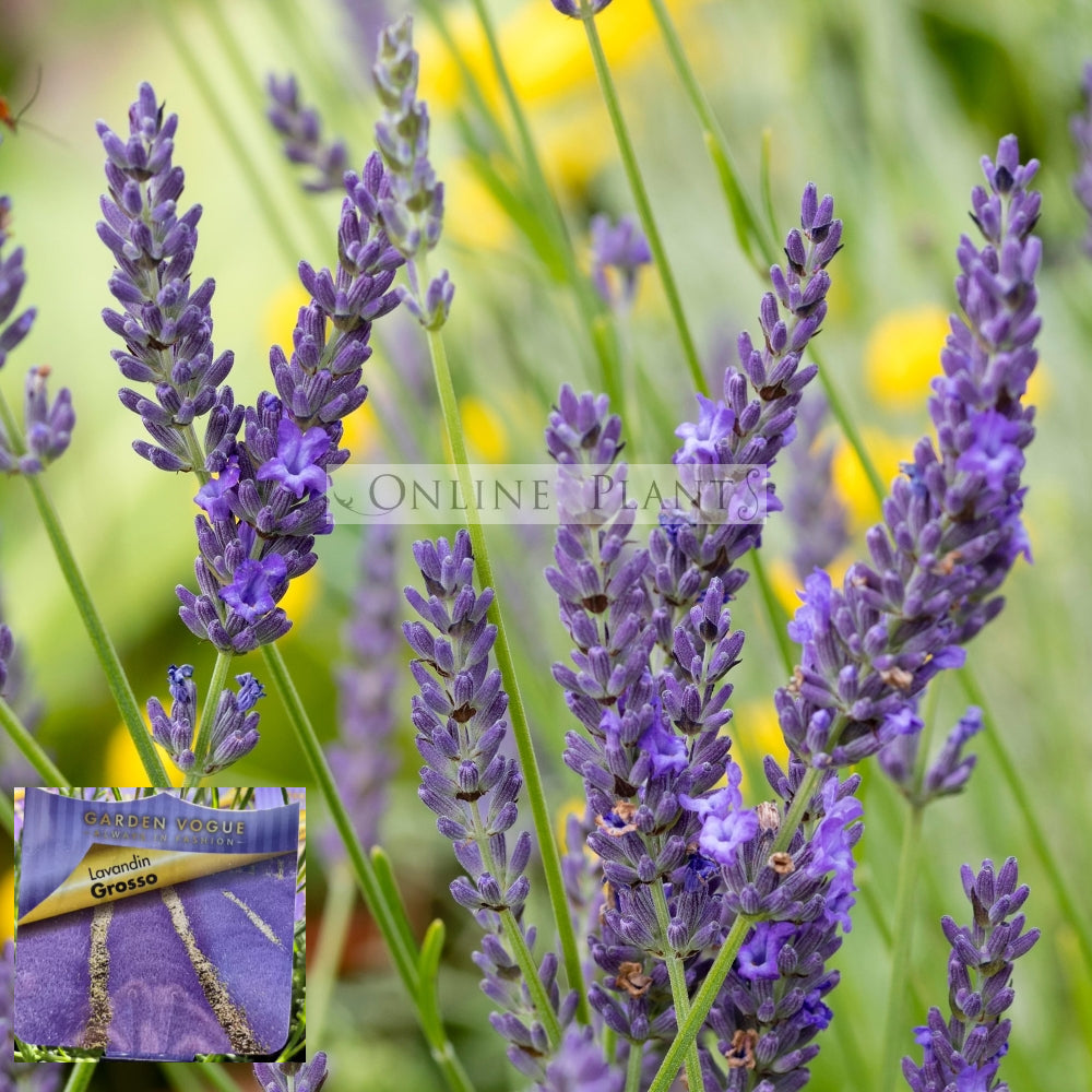 lavender plants buy online Lavender Gross for Sale
