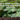 How to Grow and Care for Cornus Dogwood Plants in Australia