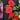 Abutilon Chinese Lantern: The Ultimate Guide to Growing This Colourful Garden Favourite