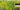 Native Australian Screening Trees