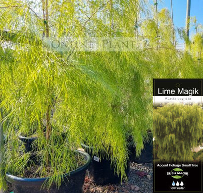 Native Australian Screening Trees