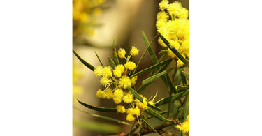 A Guide to Choosing and Growing Your Lilly Pilly