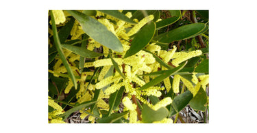 Summer Border Plants And Trees For Your Garden