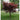 Best Tree Varieties for Small Backyards