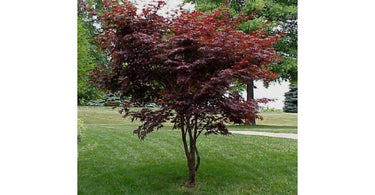 Best Tree Varieties for Small Backyards