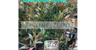 Lilly Pilly Hedges, Trees, And Plants - A Grower's Guide!