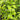 How To Grow And Maintain The Bottle Brush Plant?
