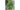 Tips For Growing Lilly Pilly Indoors