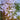 Agapanthus in Melbourne: Growing and Thriving in the Local Climate