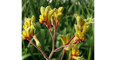 List Of Popular Varieties Of Kangaroo Paw Anigozanthos