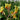 Kangaroo Paw Plant Care - Things You Must Know