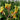 How To Grow Kangaroo Paw?