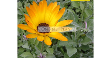 Buy Best-quality Plants at Online Plants – Here's Why?