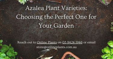 Azalea Plant Varieties: Choosing the Perfect One for Your Garden