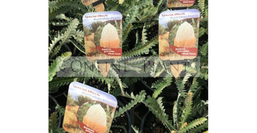 How To Grow And Care For Ornamental Pear Trees?
