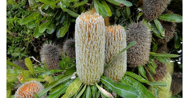 Beauty and Diversity of Banksia Varieties: From Blooming Flowers to Majestic Trees