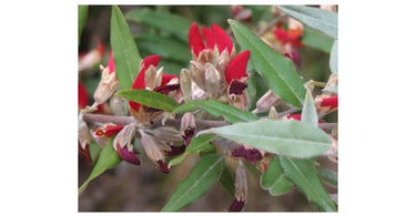 4 Best Ornamental Trees for Australian Gardens