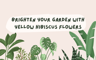 Brighten Your Garden with Yellow Hibiscus Flowers