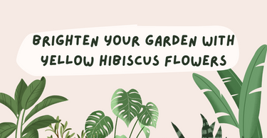 Brighten Your Garden with Yellow Hibiscus Flowers