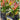 Growing Bottlebrush shrubs in Aussie gardens