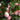 How to grow gorgeous Camellia's