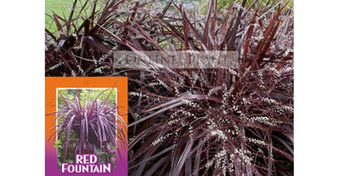 How to Care for Cordyline?