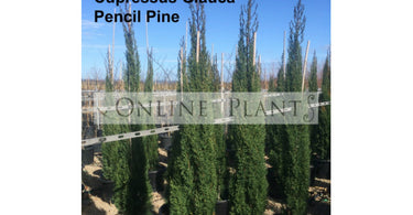 Pencil Pines Growth Rate, Problems, Root System