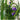 Where to Buy Dianella Plants In Online?